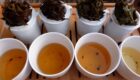 La Cata de Té (Cupping Tea) | Čaj Chai Teahouse Barcelona
