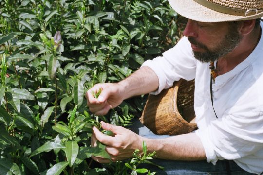 Introducción a las Categorias del té